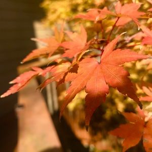 Meet your Posher, Aniyah